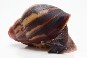 Archachatina marginata egregia Cameroon typ 2d juvenil